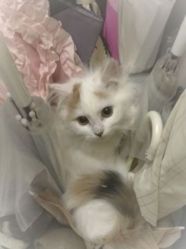 ミヌエット(短足)【青森県・女の子・2021年12月20日・ホワイトクリーム（ロング）】の写真「まんまるお目目な短足の女の子ちゃん♡」