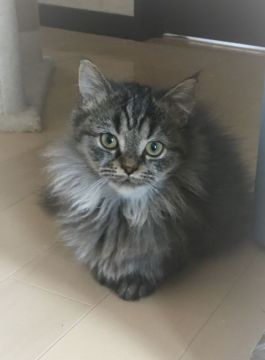 ミヌエット(短足)【青森県・男の子・2021年12月20日・ブラウンタビー（ロング）】の写真「お顔とお目目がまんまるな短足な男の子♡」