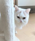 マンチカン(短足)