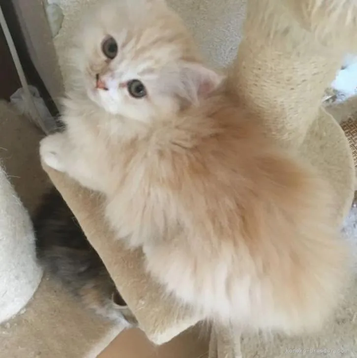 ID:2210-00439の子猫