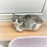 ミヌエット(短足)【青森県・女の子・2022年5月15日・キャリコ】の写真2「8/1撮影」