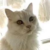 ミヌエット(長足)