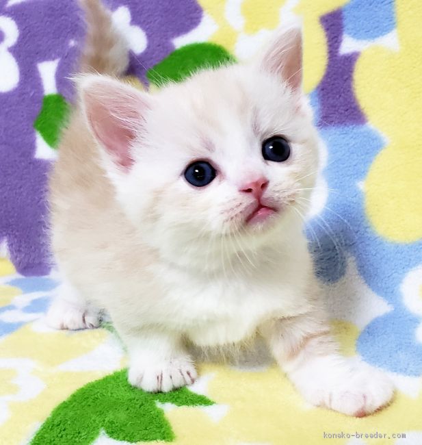 マンチカン｜加藤　優稀(かとう　ゆうき)ブリーダー(東京都・マンチカンなど・ICC登録)の紹介写真1