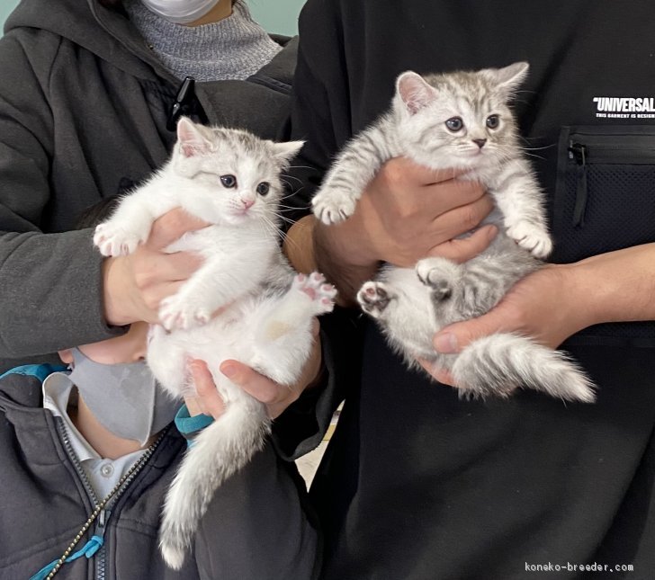 ピッケちゃん ポッケちゃん 木村あゆみブリーダー みんなの子猫ブリーダー ピッケちゃん ポッケちゃん 木村あゆみブリーダー みんなの子猫ブリーダー