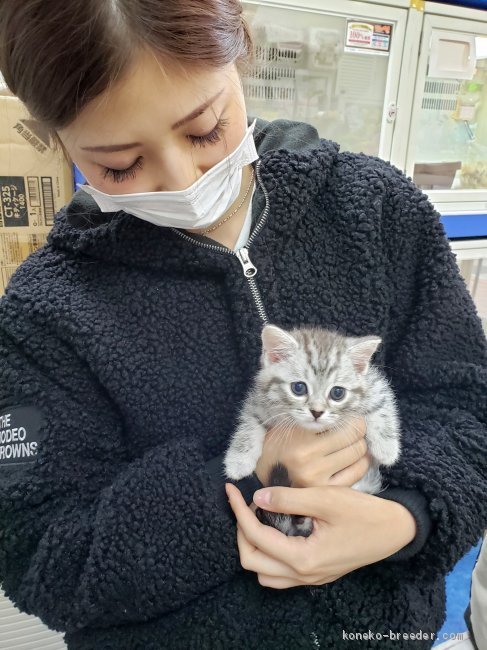 てんちゃん 木村あゆみブリーダー みんなの子猫ブリーダー てんちゃん 木村あゆみブリーダー みんなの子猫ブリーダー