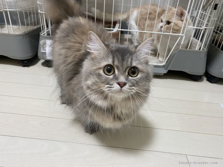 ミヌエット【・女の子・2020年12月26日・ブルータビー】