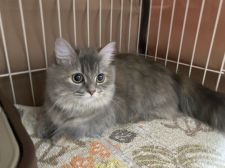 ミヌエット【・女の子・2020年12月26日・ブルータビー】