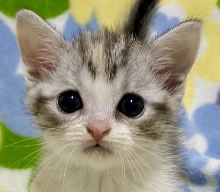 ID：2109-01078の子猫