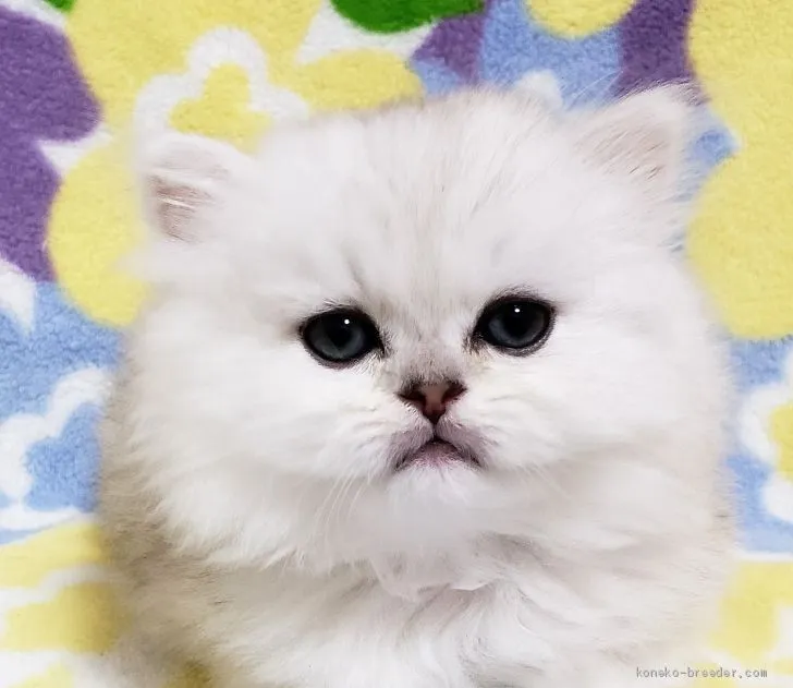レガシン 様のお迎えした子猫