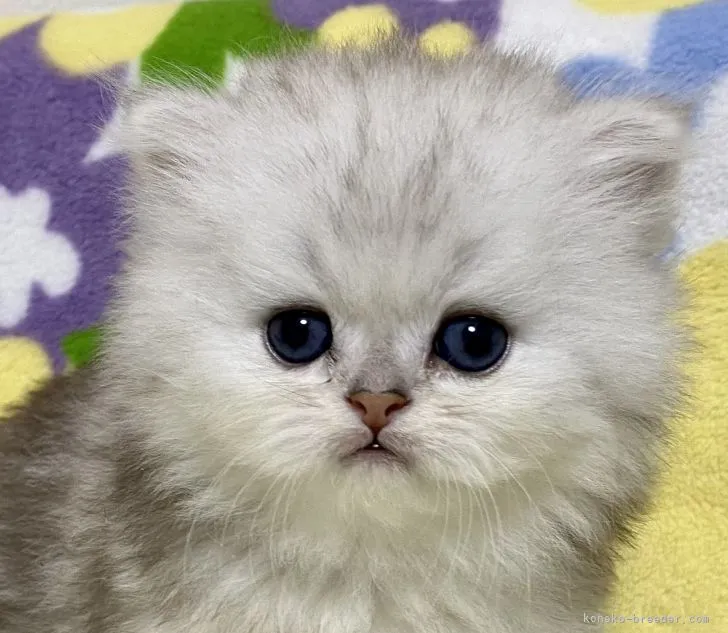 ID:2104-02397の子猫