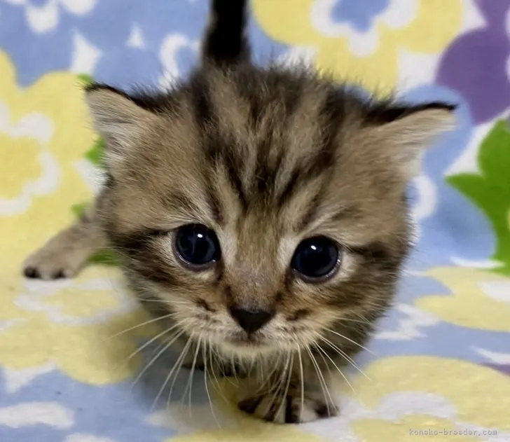 ID：2107-00138の子猫