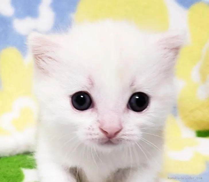 ID：2009-00157の子猫