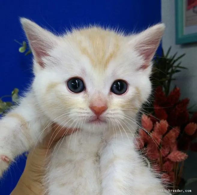 ID：1903-00665の子猫