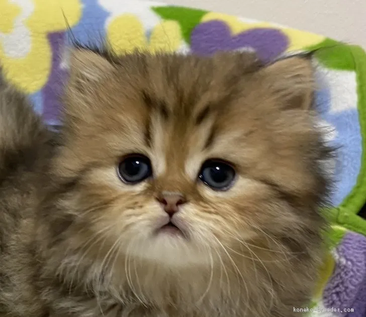 ID：2011-01363の子猫