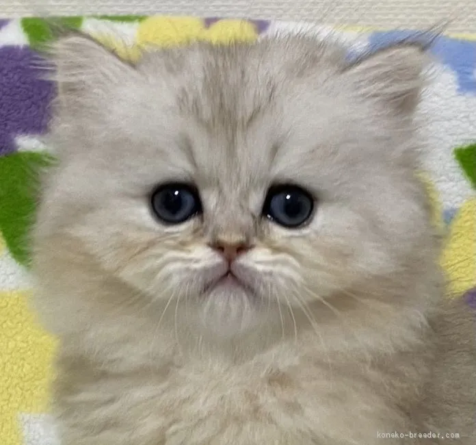 まろん 様のお迎えした子猫