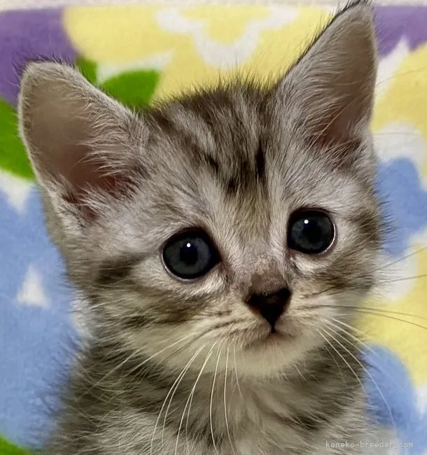 ID:2109-01079の子猫
