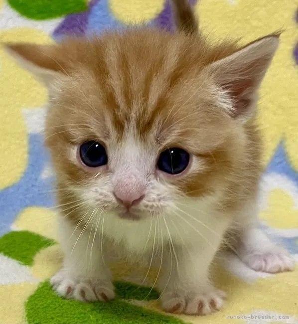 ID:2111-02245の子猫