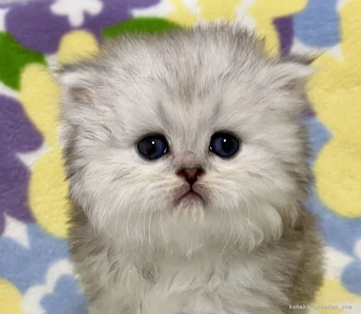 ID：2202-01886の子猫