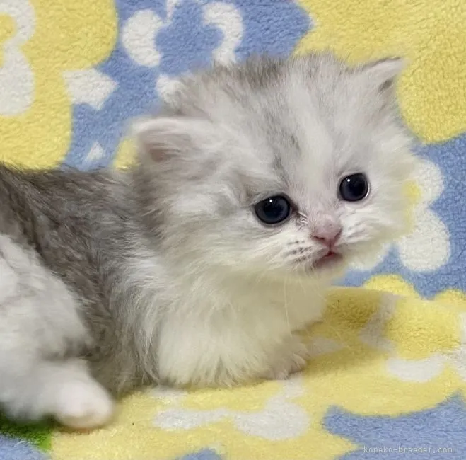 ID：2112-01465の子猫