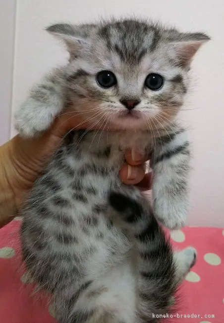 はいちゃん 様のお迎えした子猫