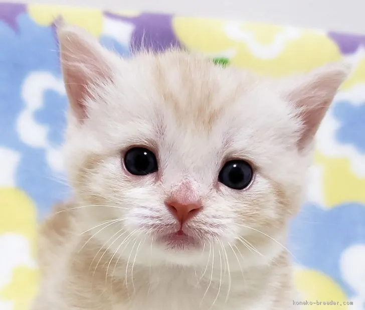 ID：1911-00064の子猫