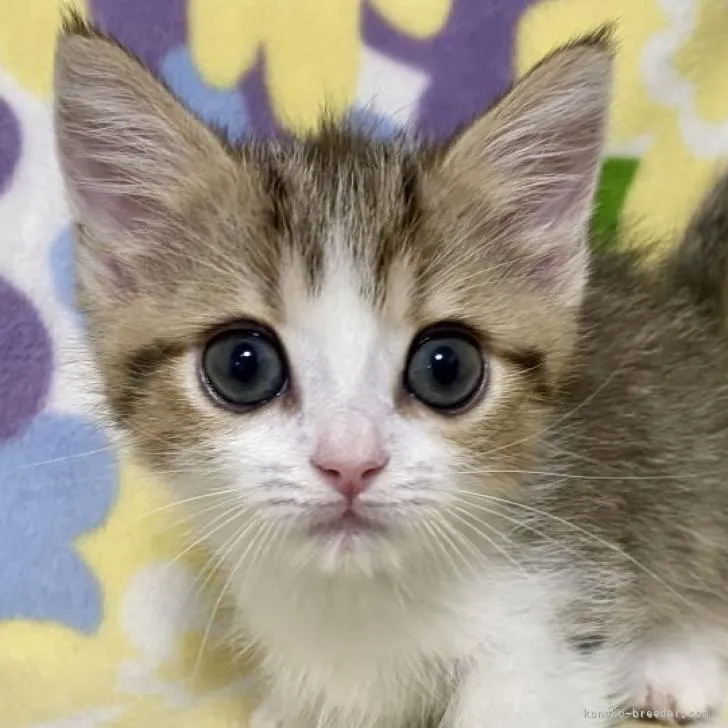 みぃ 様のお迎えした子猫