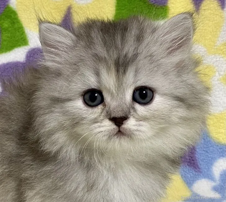 ID：2105-02017の子猫