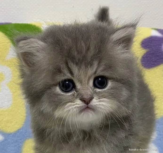 ID:2011-01506の子猫