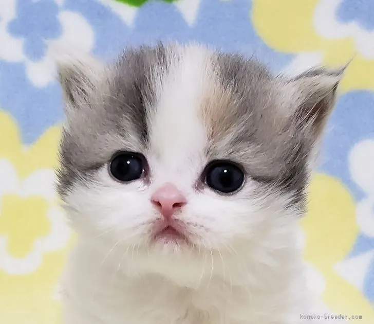 ID：2011-00852の子猫