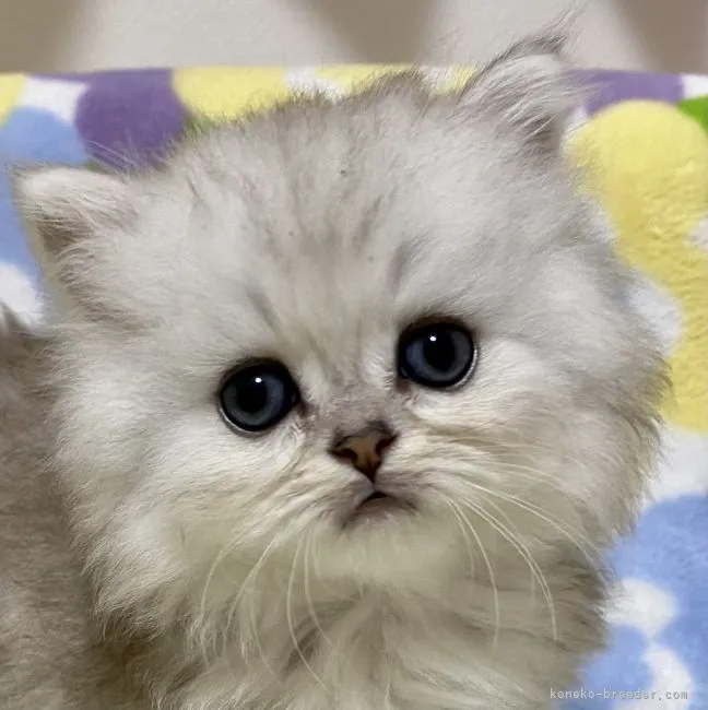 ID:2104-02399の子猫