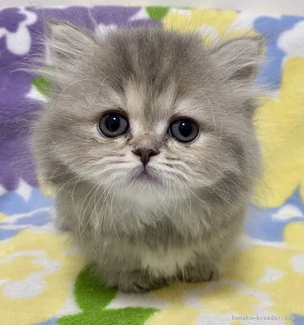 ID：2105-02016の子猫