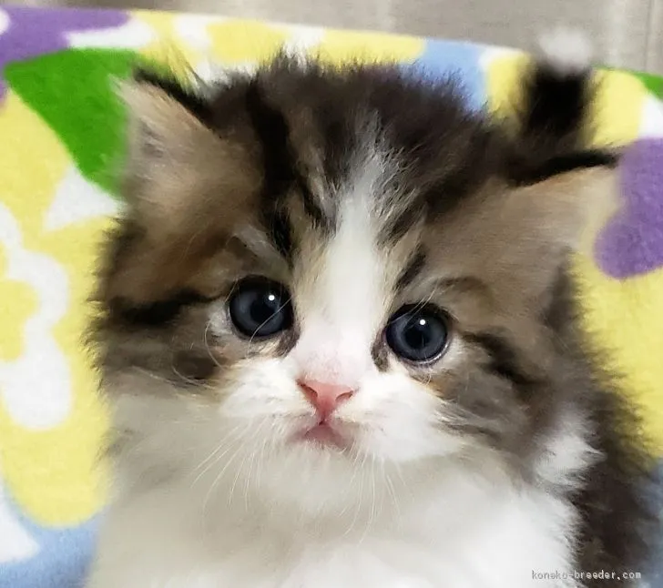 ID：1910-01440の子猫