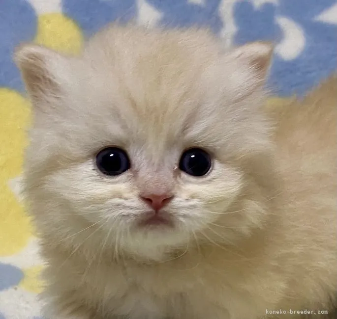 ID:2203-00632の子猫