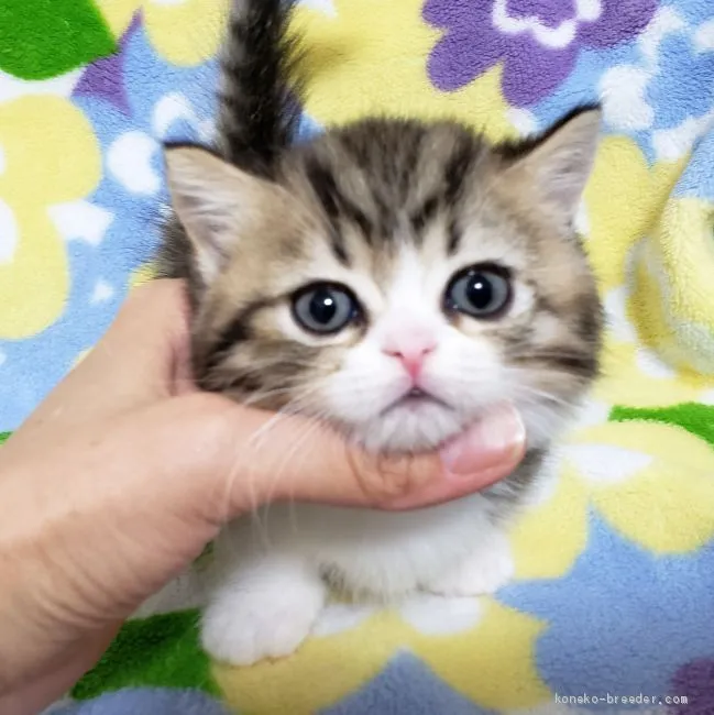 ID:1907-00319の子猫