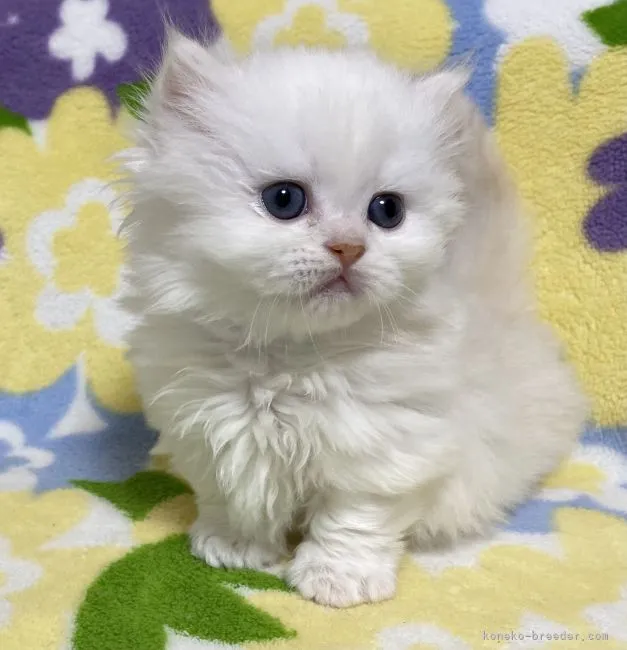 ID：2103-02063の子猫