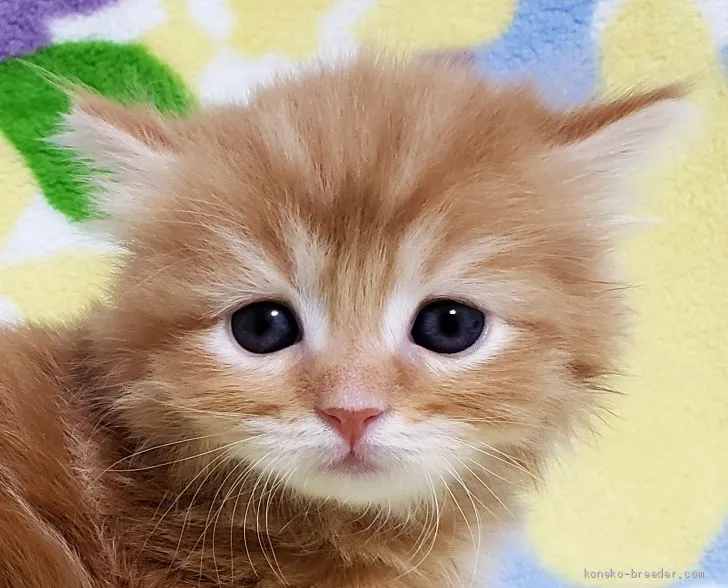 あや 様のお迎えした子猫