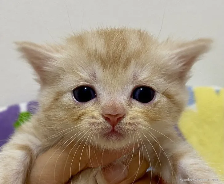 ID：2108-00400の子猫