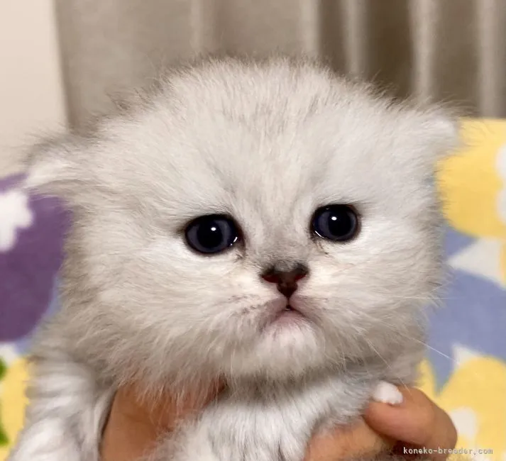 ID:2106-02595の子猫
