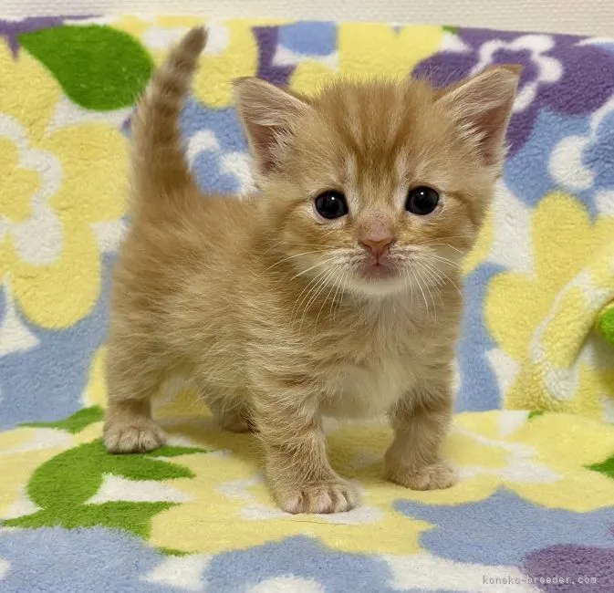 ID：2108-00402の子猫