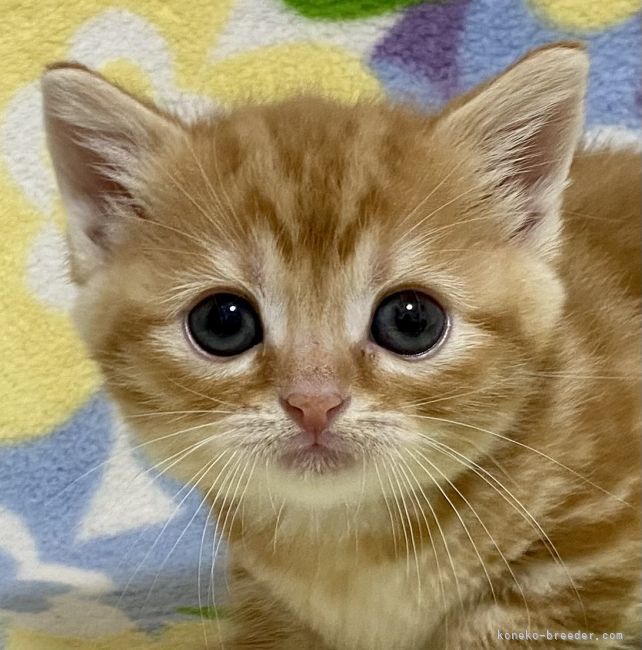 走り回る子たち 木村あゆみブリーダー みんなの子猫ブリーダー