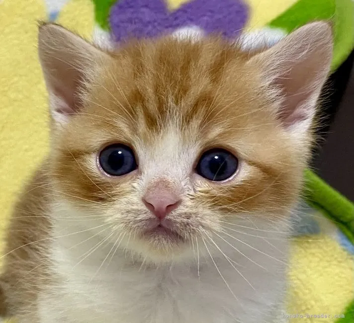 ID:2111-02243の子猫