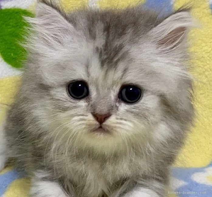 ID：2108-00364の子猫