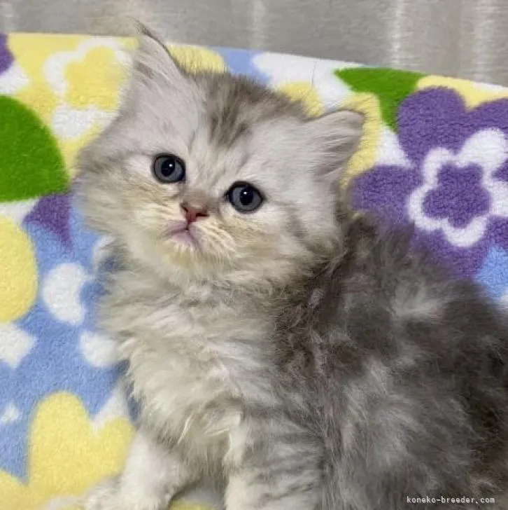 ID：2207-02492の子猫