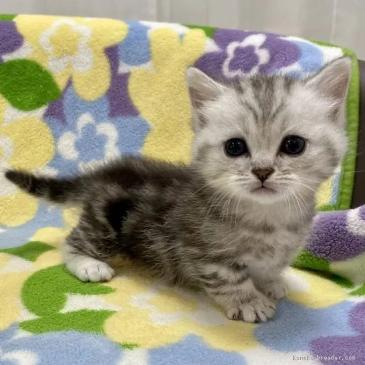 ID:2212-00362の子猫