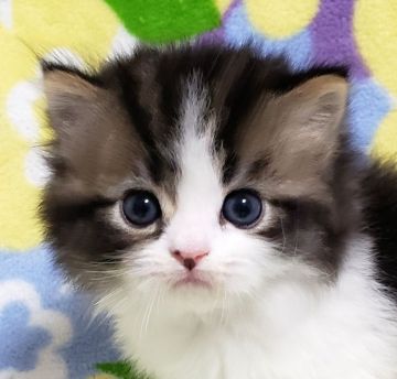 マンチカン(短足)【東京都・男の子・2019年9月20日・ブラウンタビー&ホワイト（長毛）】の写真「短足・長毛・男の子。」