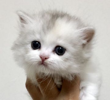 ミヌエット【東京都・女の子・2019年3月15日・ダイリュートキャリコ（長毛）】の写真「短足・長毛・ダイリュートキャリコ・女の子」