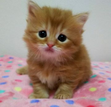 マンチカン(短足)【東京都・女の子・2019年1月17日・レッドタビー（長毛）】の写真「短足 長毛  女の子」