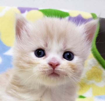 マンチカン(短足)【東京都・男の子・2019年10月8日・クリームタビー（長毛）】の写真「短足・長毛・男の子。」