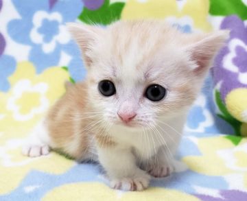 マンチカン(短足)【東京都・女の子・2019年5月15日・クリームタビー&ホワイト】の写真「クリームタビー&ホワイト・女の子」