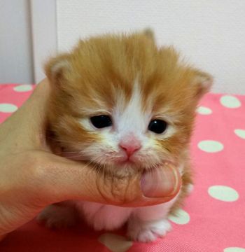 マンチカン(長足)【東京都・女の子・2019年2月19日・レッドタビーホワイト】の写真「足長・女の子」